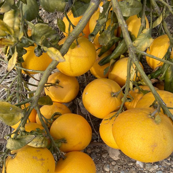 Citrus Fruits - Lemons, Oranges and Grapefruit from Spain supplied by Sterna - Fresh (=Chilled) Other Fresh Citrus Fruits