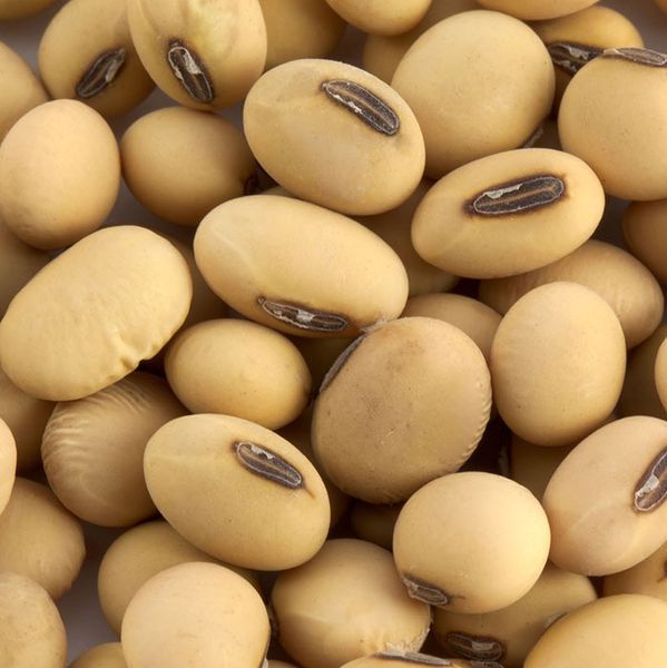 Non GMO Soybeans from Brazil supplied by MFD AGRICULTURE LTD - Sun Dried Soybean