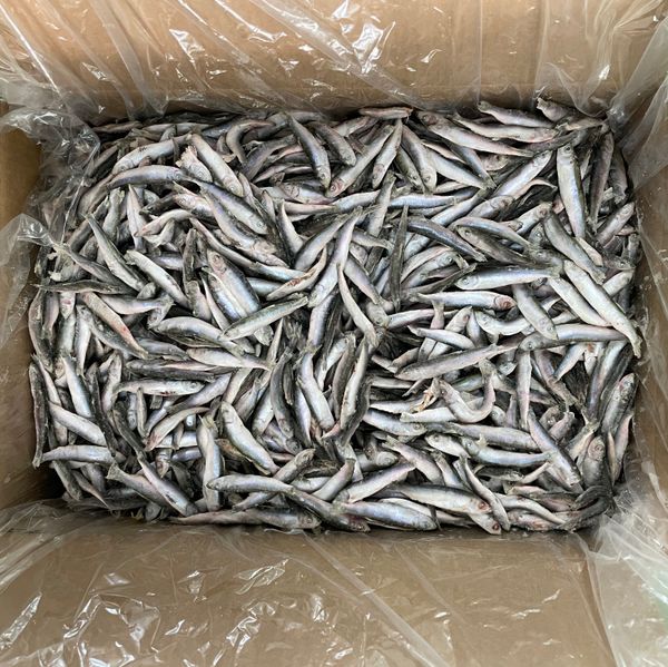 European Sprat | Sprattus Sprattus from 불가리아 supplied by Morski Ribolov Nesebar Ltd - Black Sea Sprat (=Clupeonella cultriventris) 냉동 스프래트