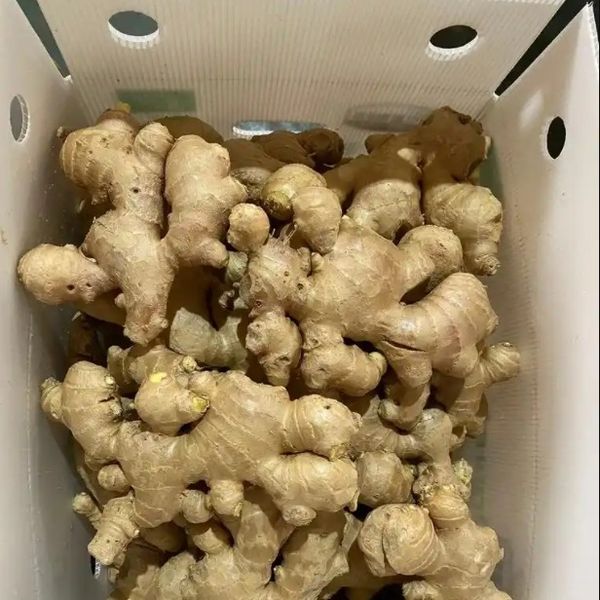 fresh ginger from 중국 supplied by 上海盒米网络科技有限公司 - 중국 생강 통생강