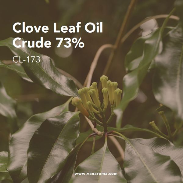 Clove Leaf Oil Crude 73% - Van Aroma (CL-173) from 인도네시아 supplied by Van Aroma - High Quality 클로브 오일