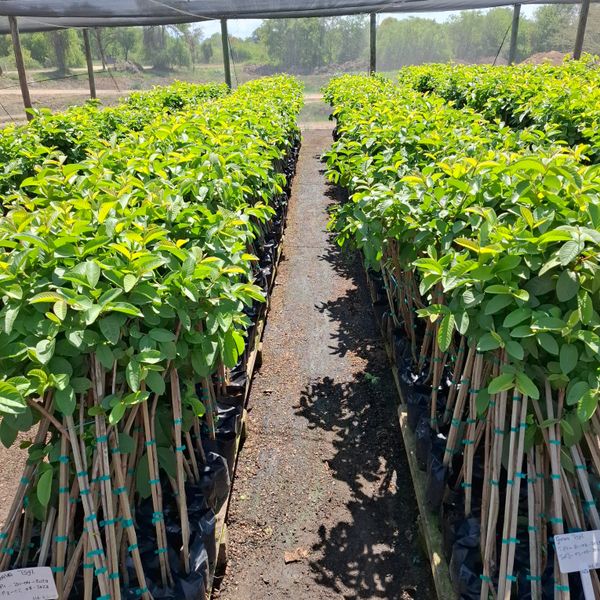 Field Ready Guava Tree from 남아프리카공화국 supplied by Du Roi - 신선 구아바