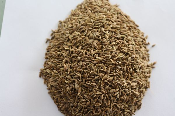 Dill Seeds from 인도 supplied by Annapurna Agro Industries - Unspecified 딜