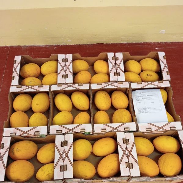 Canari Melon from Senegal supplied by Kodra-Export - Golden Yellow Fresh Melon (Muskmelon)
