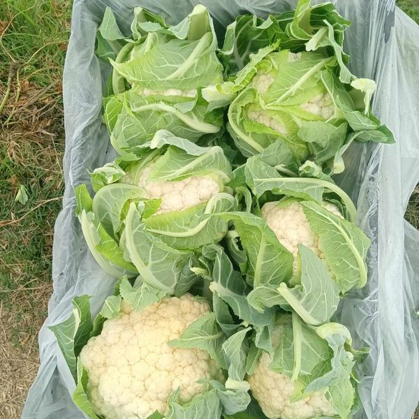 FRESH CAULIFLOWER from Egypt supplied by Modern enterprise for business and supplies - Broccoflower (=Green Cauliflower) Fresh Cauliflower