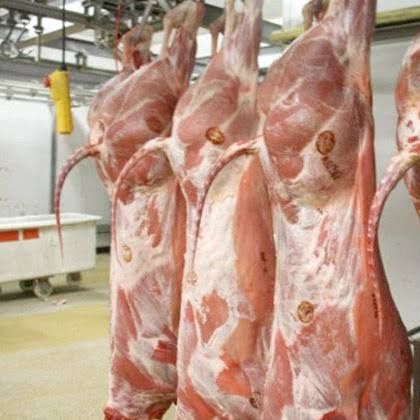 Sudanese Frozen Lamb from 수단 supplied by Triangle Mining and Investment LLC - Slaughtered 양고기
