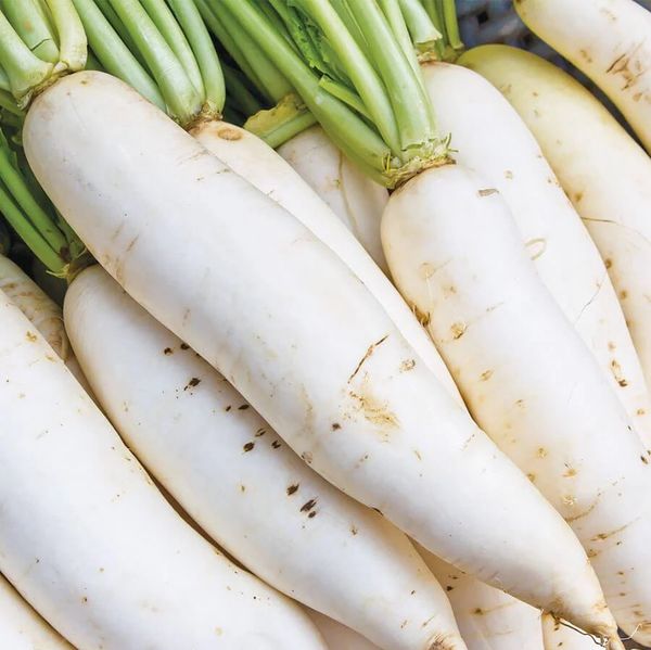 Radish / Turnip - Angreen from Vietnam supplied by ANGREEN CORPORATION (Angreen Joint Stock Company) - Field Radish
