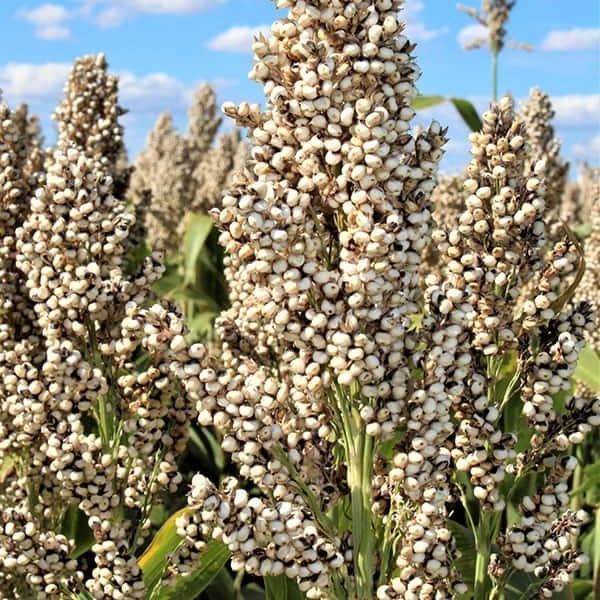 sorghum from 인도 supplied by Skybridge Exim - Fresh 수수