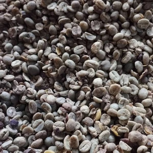 coffee beans from Nigeria supplied by Hense Farms and industries - Raw Common Coffee Bean