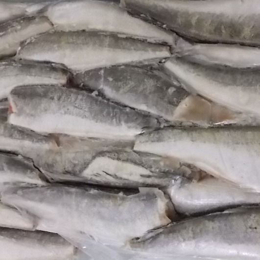 HGT HAKE - MERLUCCIUS HUBBSI - MERLUZA HUBBSI from 아르헨티나 supplied by Grupo Feblan - 냉동 - 찐 생선 냉동 냉동 헤이크