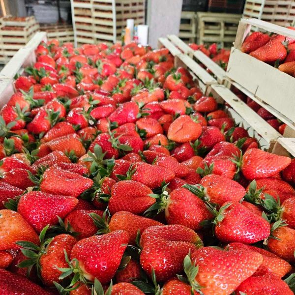 Fresh strawberry from 세르비아 supplied by freshterra ltd - 신선 딸기