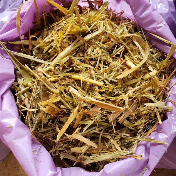 NAPIER SILAGE from 말레이시아 supplied by GETTREE RESOURCES - Organic 옥수수사일리지