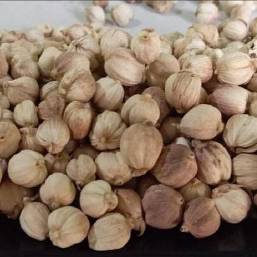 White Cardamom from 인도네시아 supplied by Solo Bisnis - White 카다멈