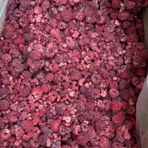 малина ломанная from 키르기스스탄 supplied by Bishkek Universal Trading Company - Controlled Atmosphere Storage (=CA) 신선 라즈베리