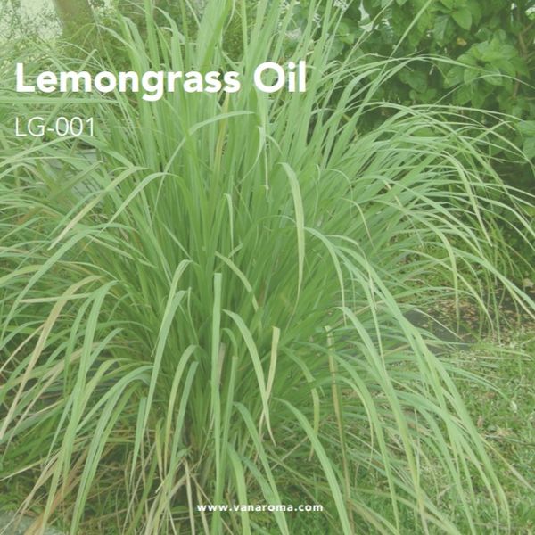 Lemongrass Oil - Van Aroma (LG-001) from 인도네시아 supplied by Van Aroma - Unspecified 레몬그라스