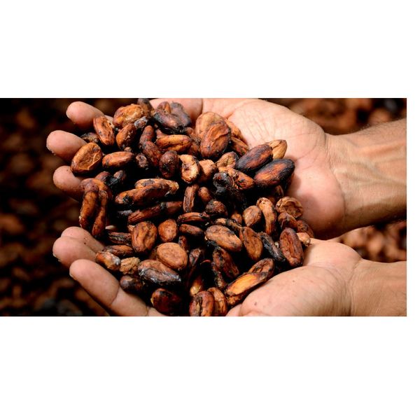 COCOA BEAN from 가나 supplied by All Natural International - 원물 코코아콩