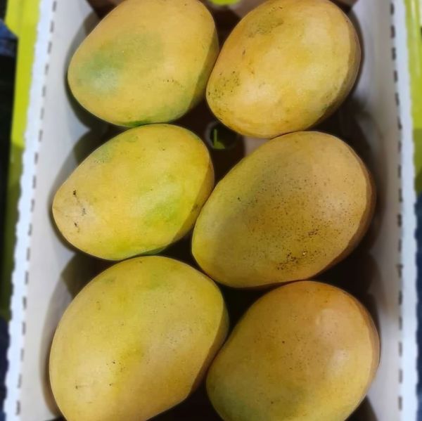 Fresh Mango Mingolo from 도미니카공화국 supplied by Tropigrown SRL - Mingolo 신선 망고