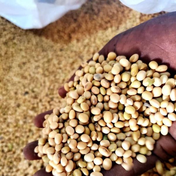Non-GMO Soybean from 가나 supplied by GROW FOR ME LTD - 햇볕 건조 대두