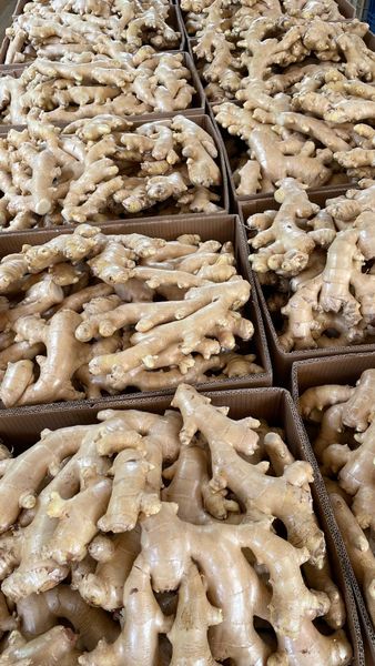 Whole Ginger from 브라질 supplied by SBG Brazil - 노란 생강 통생강