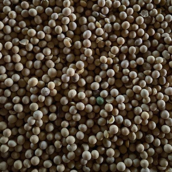 Soya beans from 러시아 supplied by AVRORA LLC - Round 대두
