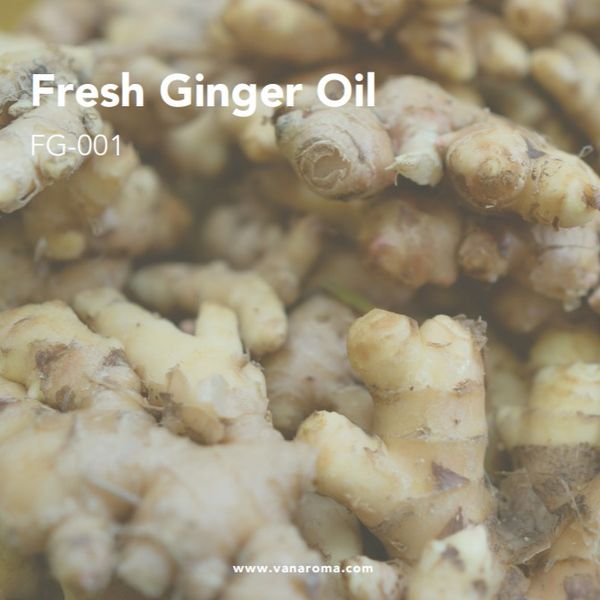 Fresh Ginger Oil - Van Aroma (FG-001) from 인도네시아 supplied by Van Aroma - High Quality 진저 오일