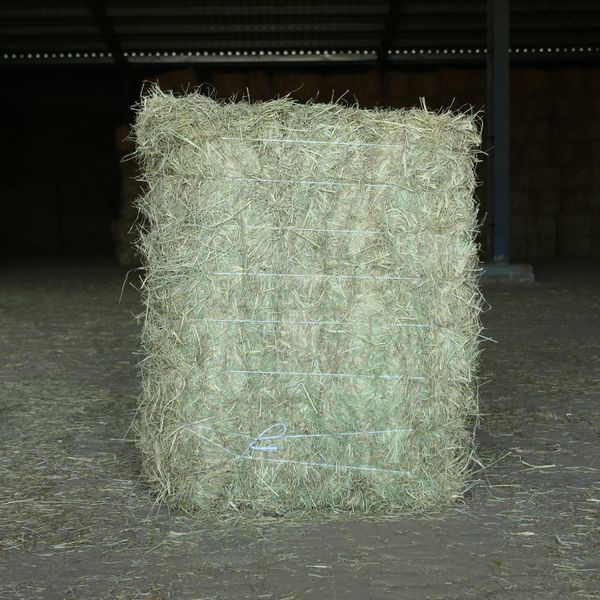 Rhodes Grass Hay For Animal from 파키스탄 supplied by Saremco Agri Commodities - Organic 로드그라스