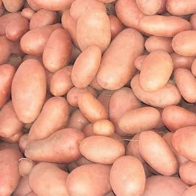 Potato from 방글라데시 supplied by Trade Fusion - Fresh (=Chilled) 신선 일반 감자