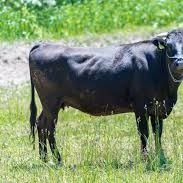 Japanese KOBE Beef and KUROGE Wagyu Beef from Japan supplied by PETRA Corp. - Chuck Roll Frozen Boneless Beef