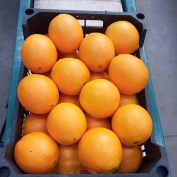 Valencia orange from Egypt supplied by EgyPlanta - 15kg Carton Fresh Orange