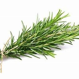 Rosemary from 에티오피아 supplied by Damascene Essential Oil Processing PLC - Unspecified 로즈마리