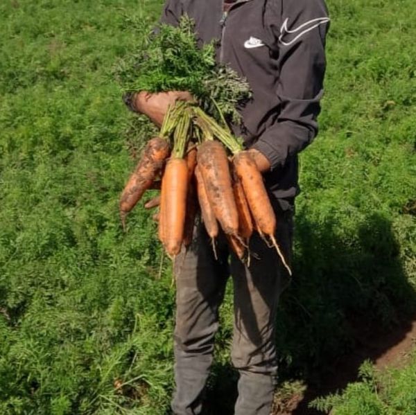 Carrots from 모로코 supplied by CHAKKOR TRADING COMPANY - 4등급 신선 당근