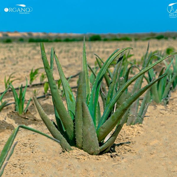 Aloe vera from 이집트 supplied by Aelc - Class 8 아로마틱 허브