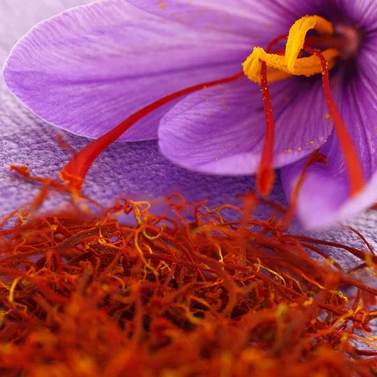 Saffron (Negin, Super Negin) from 아프가니스탄 supplied by AIC ADJACENT INTEGRATION COMPANY - Extra Super Negin 사프란