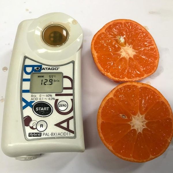 Oran Mandarin from China supplied by Xiongming Fruits - Fresh Mandarin