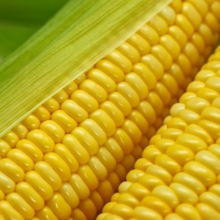 Corn from Ukraine supplied by Fortuna Trading DMCC - Megha Maize (Corn)