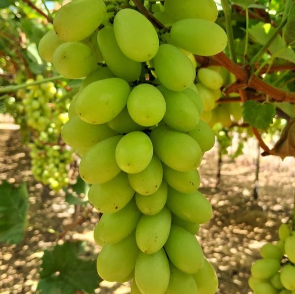 UVA from Peru supplied by Haspe company Sac - Size: Extra Large & Double Extra Large Fresh Grape