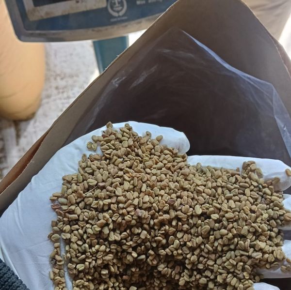 Fenugreek Seed from 이집트 supplied by herbslands - Unspecified 호로파 씨