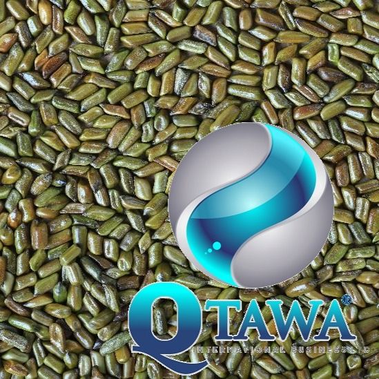CASSIA TORA SEED from 나이지리아 supplied by QTAWA INTERNATIONAL BUSINESS LIMITED - 98-99% Purity 니거 종자