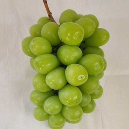 Shine muscut - GRAPE from 대한민국 supplied by Foodchain - 라운드 신선 포도