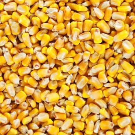 Corn from Brazil supplied by Sigma Green - Raw Maize (Corn)