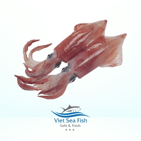Frozen Squid All Range from 인도네시아 supplied by VIET SEA FISH - 냉동-세미 블록 냉동 오징어