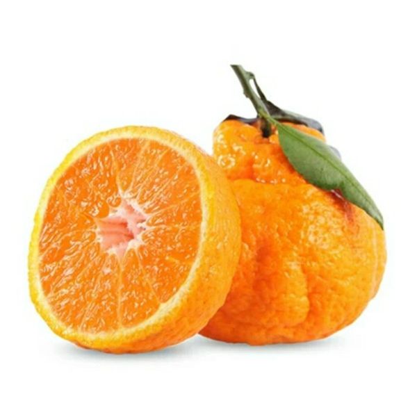 High Quality Fresh Shiranui  Dekopon  Organic Fresh Citrus Fruit From China from 중국 supplied by Power Link Fruit Co Ltd - 키요미 신선 감귤류 혼종