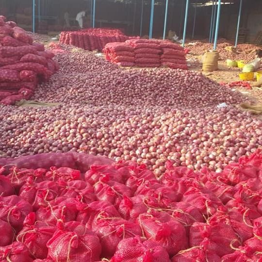 Onion--Potato--Oranges--Mango--Dry Dates from Pakistan supplied by HFS Group Pakistan - Light-colored Fresh Onion