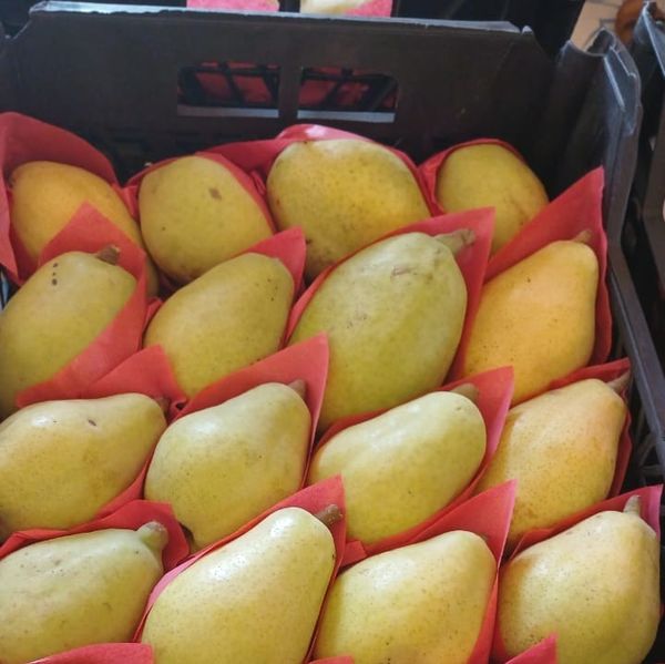 Pears from Egypt supplied by KHE Logistics - Red Skin Fresh Pear