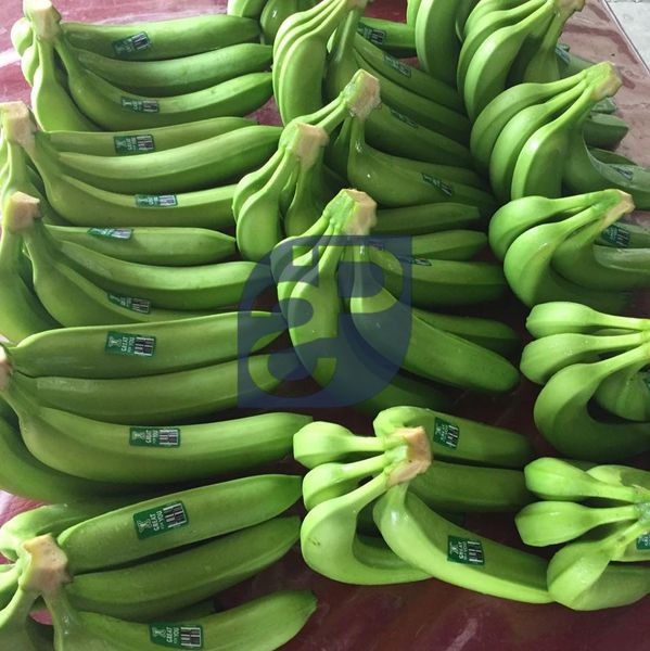 Premium Bananas from Ecuador supplied by Standard & Partners - Unripe Fresh Banana