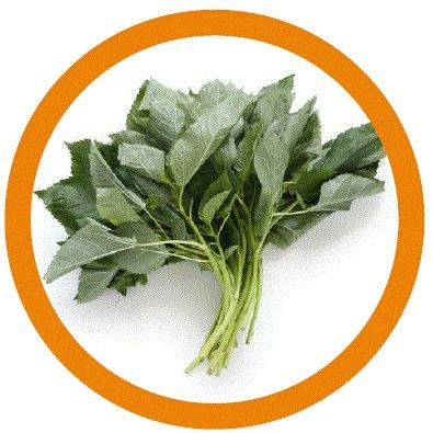 Frozen IQF Molokhia from Egypt supplied by Pure Valley for Export - Frozen Molokhia