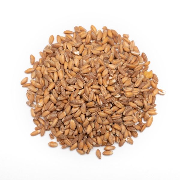 Organic Wheat Grain from 네덜란드 supplied by Porcosta, LDA - Milling Wheat 소맥