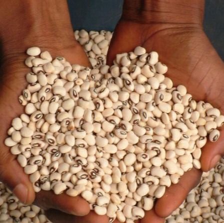 Beans from Ghana supplied by PRIBOFO ENTERPRISE - Beautiful Hansel White Beans