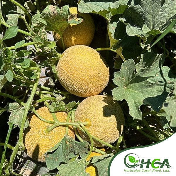 Galia Melon from Portugal supplied by Hortícolas Casal d'Avó, Lda. - Long Shelf Life Fresh Melon (Muskmelon)