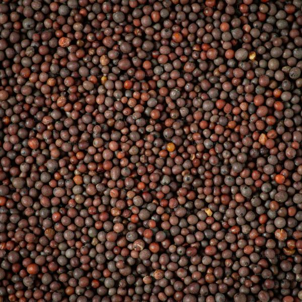 Mustard Seeds from 인도 supplied by Mahakaya Traders - 9.5% 겨자씨